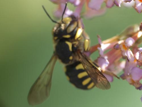 Anthidium florentinum
